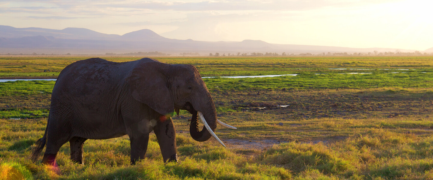 Voyager en Afrique entre paysages de rêve et faune unique
